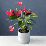 Anthurium plant with glossy green leaves and vibrant red blooms in a decorative pot.