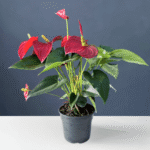Anthurium plant with glossy green leaves and vibrant red blooms in a decorative pot.