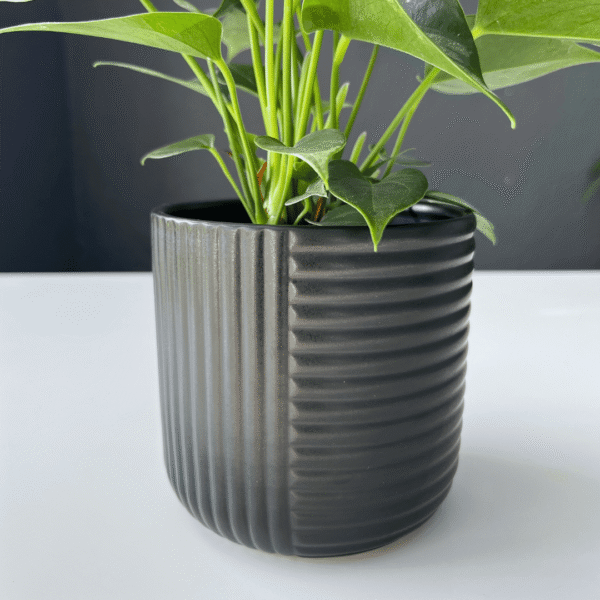 Anthurium plant with glossy green leaves and vibrant red blooms in a decorative pot.