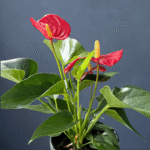 Anthurium plant with glossy green leaves and vibrant red blooms in a decorative pot.