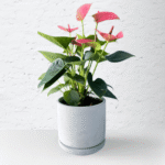 Pink Anthurium with soft pink flowers and glossy green leaves.