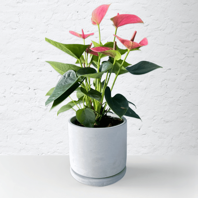 Pink Anthurium with soft pink flowers and glossy green leaves.
