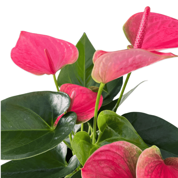 Anthurium plant with glossy green leaves and bright red, heart-shaped flowers