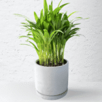 Areca Bamboo indoor palm with multiple slender canes and feathery arching fronds in bright indirect light