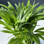 Areca Bamboo, with lush green fronds in a compact form.