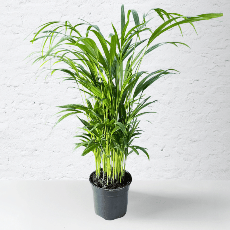 Areca Bamboo indoor palm with multiple slender canes and feathery arching fronds in bright indirect light