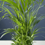 Areca Bamboo, with lush green fronds in a compact form.