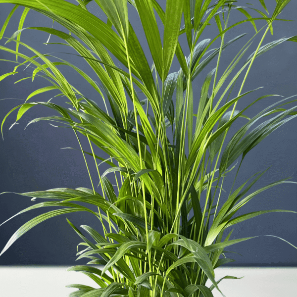 Areca Bamboo, with lush green fronds in a compact form.