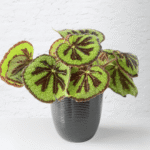 Begonia Iron Cross with green leaves featuring a dark cross pattern.