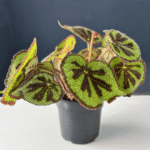 Begonia Iron Cross with green leaves featuring a dark cross pattern.