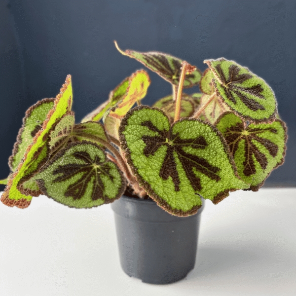 Begonia Iron Cross with green leaves featuring a dark cross pattern.