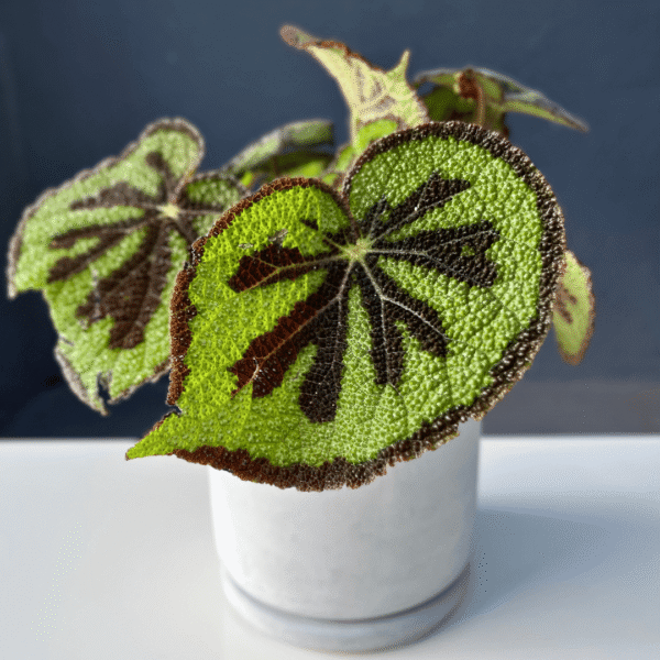 Begonia Iron Cross with green leaves featuring a dark cross pattern.