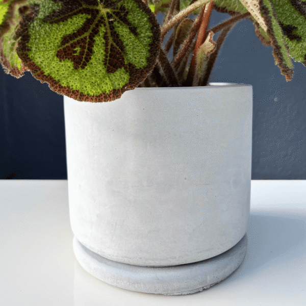Begonia Iron Cross with green leaves featuring a dark cross pattern.