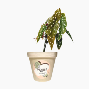 Begonia Maculata – Polka Dot Plant with spotted leaves and red undersides.