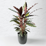 Calathea Rufibarba with velvety green leaves and purple undersides.