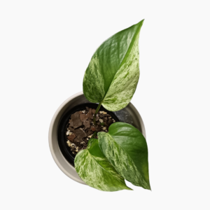 Epipremnum Pinnatum Mint – variegated tropical indoor aroid.
