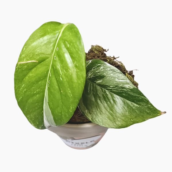 Epipremnum Pinnatum Variegated – rooted cutting in a 9cm pot with cream and green leaves.