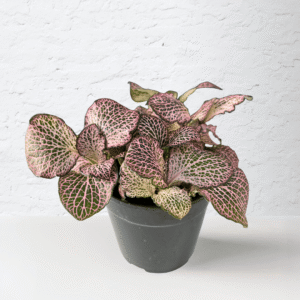 Fittonia Pink Veined plant with vibrant pink patterns on green foliage. Compact decorative indoor plant for terrariums and displays.