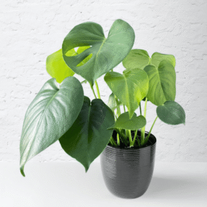 Juvenile Monstera with heart-shaped green leaves in a small pot
