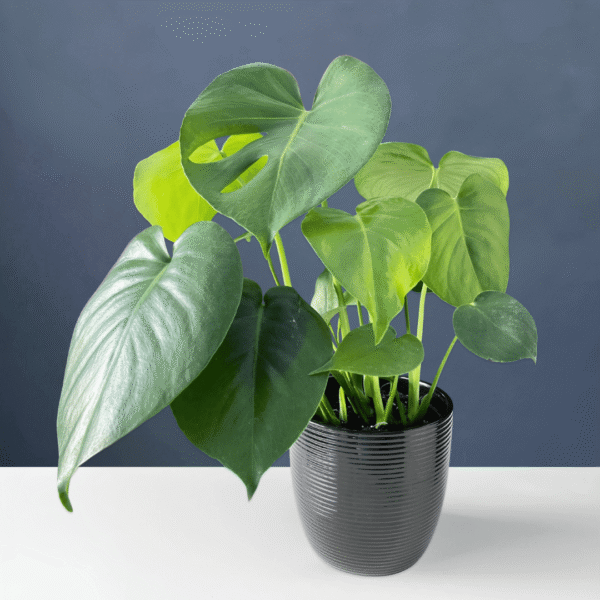 Juvenile Monstera with heart-shaped green leaves in a small pot