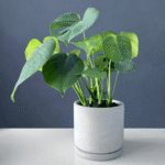 Juvenile Monstera with heart-shaped green leaves in a small pot