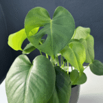 Juvenile Monstera with heart-shaped green leaves in a small pot