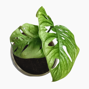 Monstera Adansonii Large Form – Swiss Cheese Plant with large fenestrated leaves.