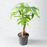 Pachira Aquatica with a braided trunk and lush green leaves, ideal for indoor décor and symbolic displays.