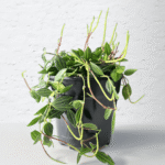 Pepperomia Angulata with trailing stems and patterned green leaves