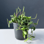 Pepperomia Angulata with trailing stems and patterned green leaves