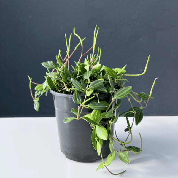 Pepperomia Angulata with trailing stems and patterned green leaves