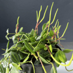 Pepperomia Angulata with trailing stems and patterned green leaves