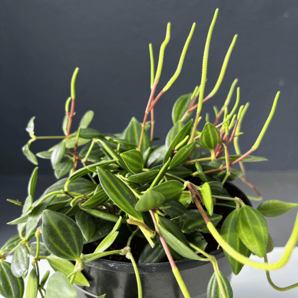 Pepperomia Angulata with trailing stems and patterned green leaves