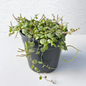 Peperomia Prostrata String of Turtles with patterned green and silver leaves on trailing stems.