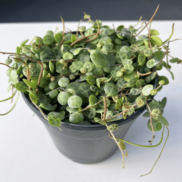 Peperomia Prostrata String of Turtles with patterned green and silver leaves on trailing stems.