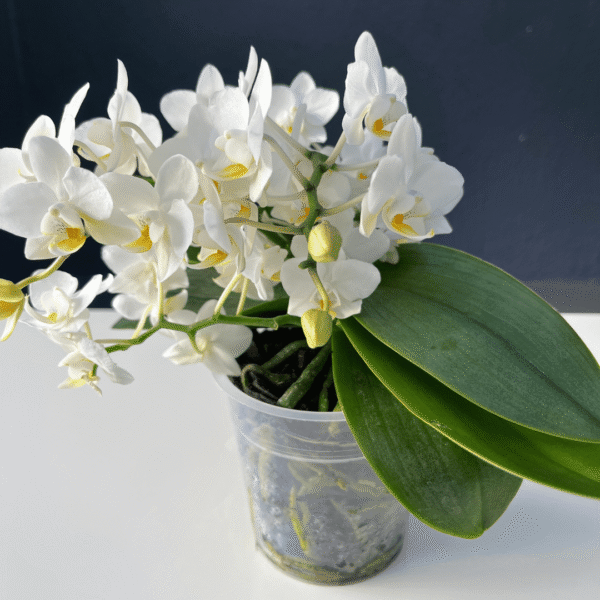 Phalaenopsis Jungle orchid with patterned blooms and lush green foliage.