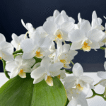 Phalaenopsis Jungle orchid with patterned blooms and lush green foliage.