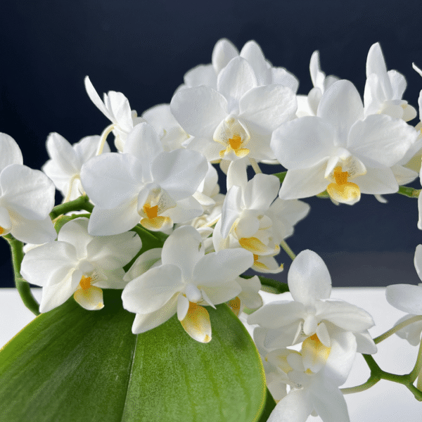 Phalaenopsis Jungle orchid with patterned blooms and lush green foliage.
