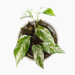 Pothos Marble Queen – Epipremnum aureum with white and green variegated leaves in a 9cm pot.