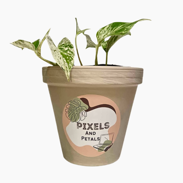 Pothos Marble Queen – Epipremnum aureum with white and green variegated leaves in a 9cm pot.