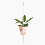 White macramé plant hanger 105cm and 1m with plain knot design.