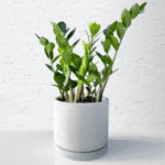 Zamioculcas zamiifolia with glossy green pinnate leaves