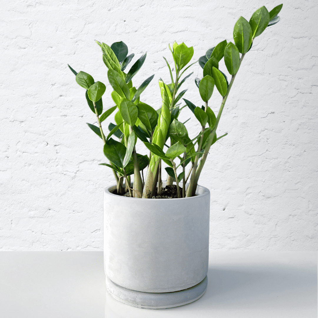 Zamioculcas Zamiifolia 14cm 1 Zamioculcas zamiifolia with glossy green pinnate leaves