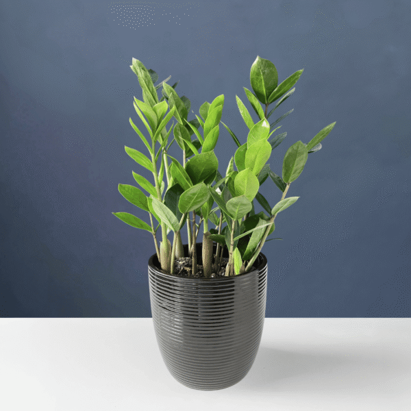 Zamioculcas zamiifolia with glossy green pinnate leaves