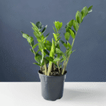 Zamioculcas zamiifolia with glossy green pinnate leaves