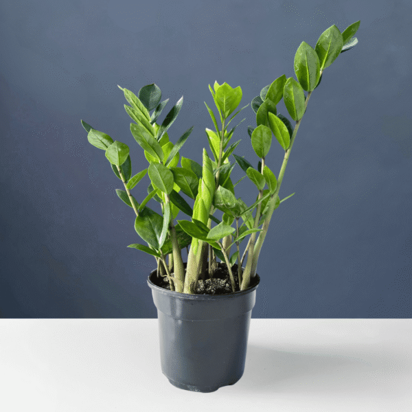 Zamioculcas zamiifolia with glossy green pinnate leaves