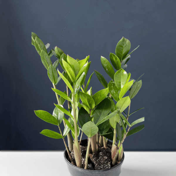 Zamioculcas zamiifolia with glossy green pinnate leaves.