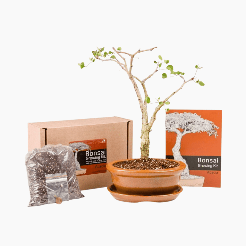 Acacia Bonsai Growing Kit with seeds, pot, soil, and tools