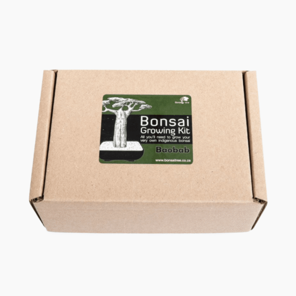 Baobab Bonsai Growing Kit | Unique African Tree | Grow Your Own Bonsai - Image 5