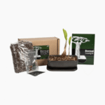 Baobab bonsai growing kit with seeds, pot, and soil pellet